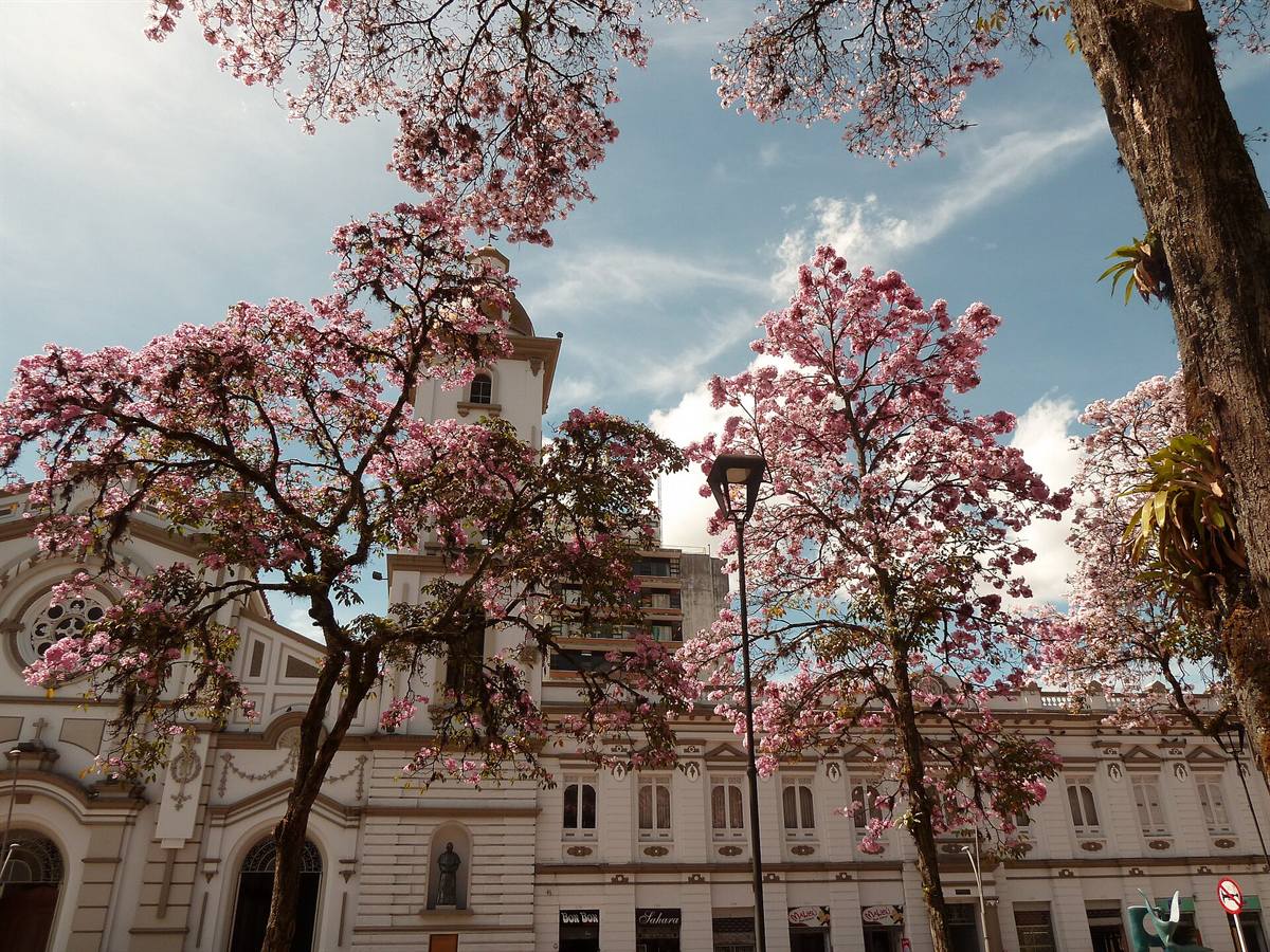 Ocobos con flores rosadas frente a la Catedral de Ibagué, bajo un cielo azul.