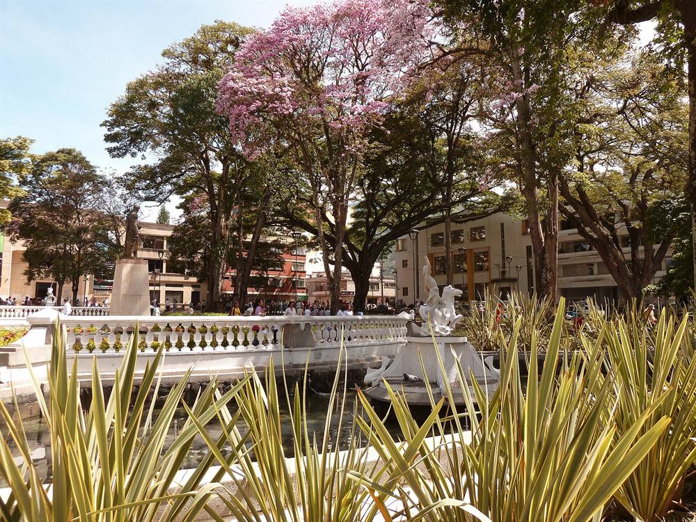 La Plaza de Bolívar de Ibagué con su fuente, árboles grandes y un ocobo florecido.